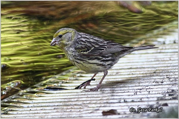 02_atlantic_canary.jpg - Atlantic Canary, Serinus canaria, Kanarinac, Mesto - Location: Sao Miguel, Azores