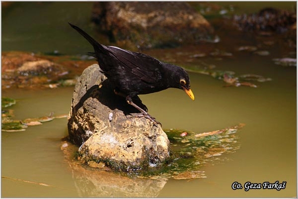 03_blackbird.jpg - Blackbird, Turdus merula azorensis, Azorski kos, Mesto - Location: Sao Miguel, Azores