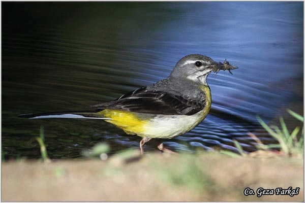 05_azorean_grey_wagtail.jpg - Azorean Grey Wagtail, Motacilla cinerea patriciae, Azorska potocna pliska, Mesto - Location: Sao Miguel, Azores