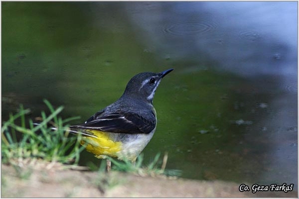 06_azorean_grey_wagtail.jpg - Azorean Grey Wagtail, Motacilla cinerea patriciae, Azorska potocna pliska, Mesto - Location: Sao Miguel, Azores