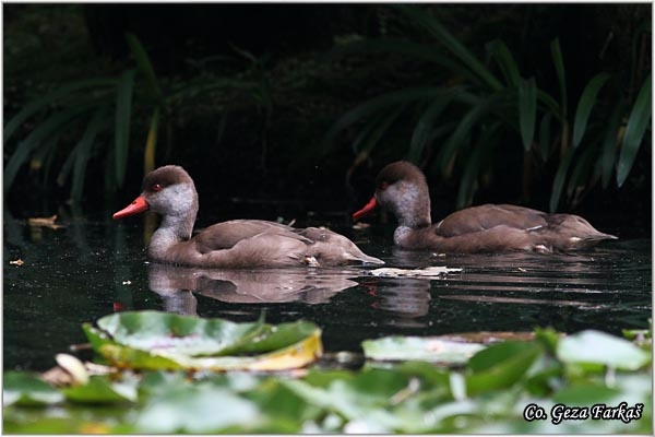 08_red-crested_pochard.jpg - Red-crested Pochard, Netta rufina, Prevez, Mesto - Location: Sao Miguel, Azores