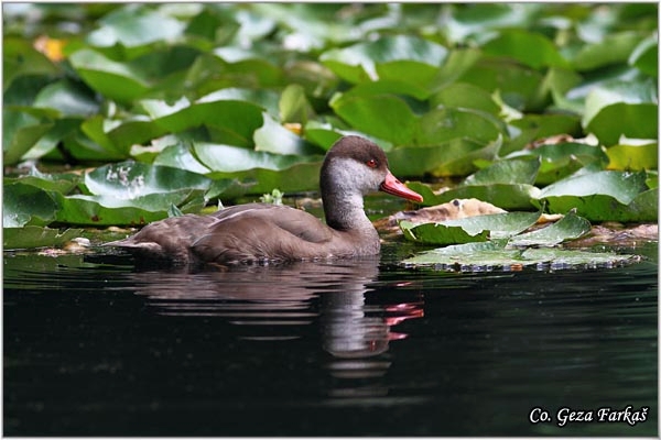 09_red-crested_pochard.jpg - Red-crested Pochard, Netta rufina, Prevez, Mesto - Location: Sao Miguel, Azores