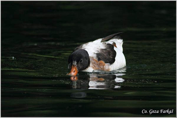 10_shelduck.jpg - Shelduck, Tadorna tadorna, Utva, Mesto - Location: Sao Miguel, Azores