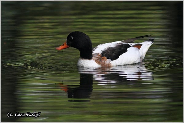 11_shelduck.jpg - Shelduck, Tadorna tadorna, Utva, Mesto - Location: Sao Miguel, Azores