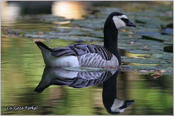 12_barnacle_goose.jpg - Barnacle Goose, Branta leucopsis,  Belolika guska, Mesto - Location: Sao Miguel, Azores