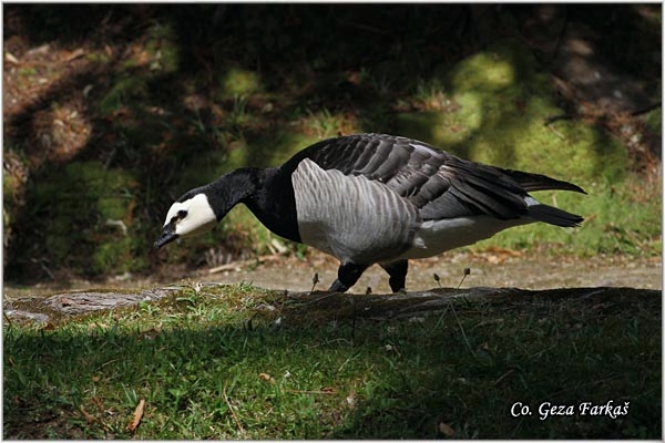 13_barnacle_goose.jpg - Barnacle Goose, Branta leucopsis,  Belolika guska, Mesto - Location: Sao Miguel, Azores