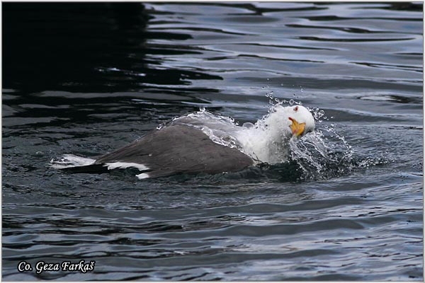 14_azores_yellow-legged_gull.jpg - Azores Yellow-legged Gull, Larus michahellis atlantis,  Sinji galeb, Mesto - Location: Sao Miguel, Azores