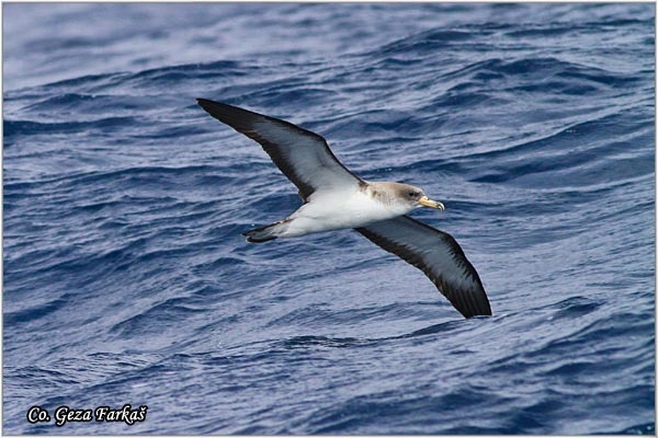 19_corys_shearwater.jpg - Cory's Shearwater, Calonectris diomedea borealis, Mesto - Location: Sao Miguel, Azores