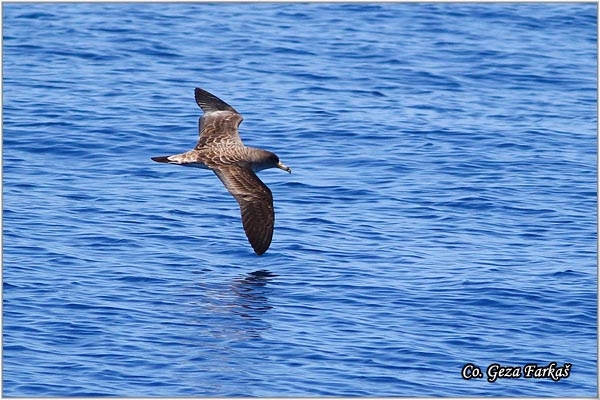 20_corys_shearwater.jpg - Cory's Shearwater, Calonectris diomedea borealis, Mesto - Location: Sao Miguel, Azores