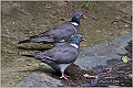 01_azores_wood_pigeon