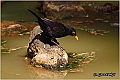 03_blackbird