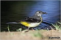 05_azorean_grey_wagtail