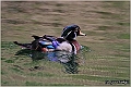 07_wood_duck