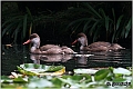 08_red-crested_pochard
