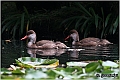 08_red-crested_pochard