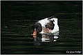 10_shelduck