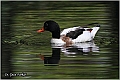 11_shelduck