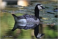 12_barnacle_goose