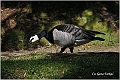 13_barnacle_goose