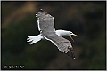 15_azores_yellow-legged_gull