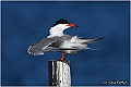 16_common_tern