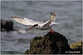 17_common_tern