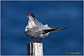 18_common_tern