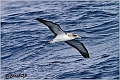 19_corys_shearwater