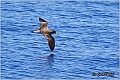 20_corys_shearwater