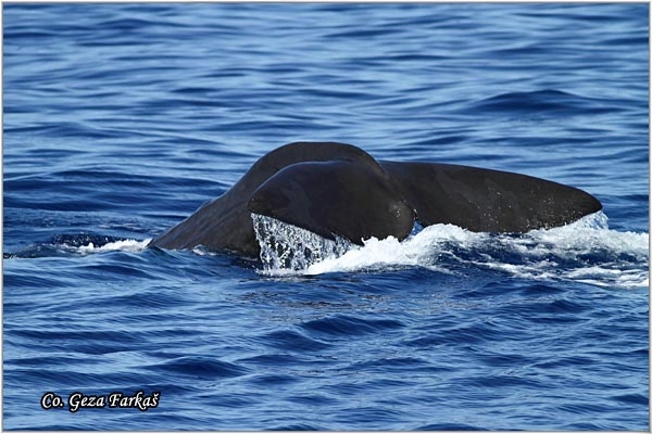 01_sperm_whale.jpg - Sperm whale, Physeter macrocephalus, Ulješura, Mesto - Location: Ponta Delgada, Sao Miguel, Azores