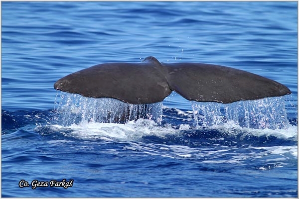 02_sperm_whale.jpg - Sperm whale, Physeter macrocephalus, Ulješura, Mesto - Location: Ponta Delgada, Sao Miguel, Azores