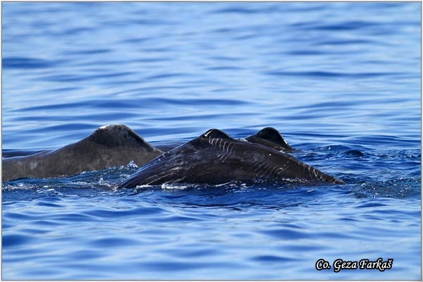 04_sperm_whale.jpg - Sperm whale, Physeter macrocephalus, Ulješura, Mesto - Location: Ponta Delgada, Sao Miguel, Azores