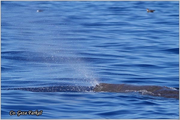 05_sperm_whale.jpg - Sperm whale, Physeter macrocephalus, Ulješura, Mesto - Location: Ponta Delgada, Sao Miguel, Azores