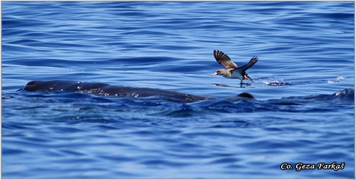 06_corys_shearwater.jpg - Cory's Shearwater, Calonectris diomedea borealis, Mesto - Location: Ponta Delgada, Sao Miguel, Azores