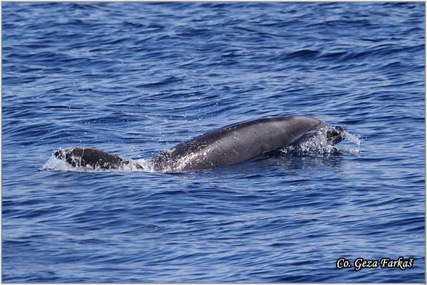 07_bottlenose_dolphin.jpg - Bottlenose dolphin, Tursiops_truncatus, Mesto - Location: Ponta Delgada, Sao Miguel, Azores