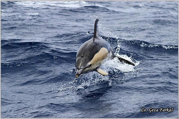 10_common_doplhin.jpg - Common doplhin, Delphinus delphis, Mesto - Location: Ponta Delgada, Sao Miguel, Azores