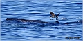 06_corys_shearwater