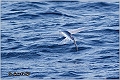 13_flying_fish