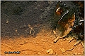 08_furnas