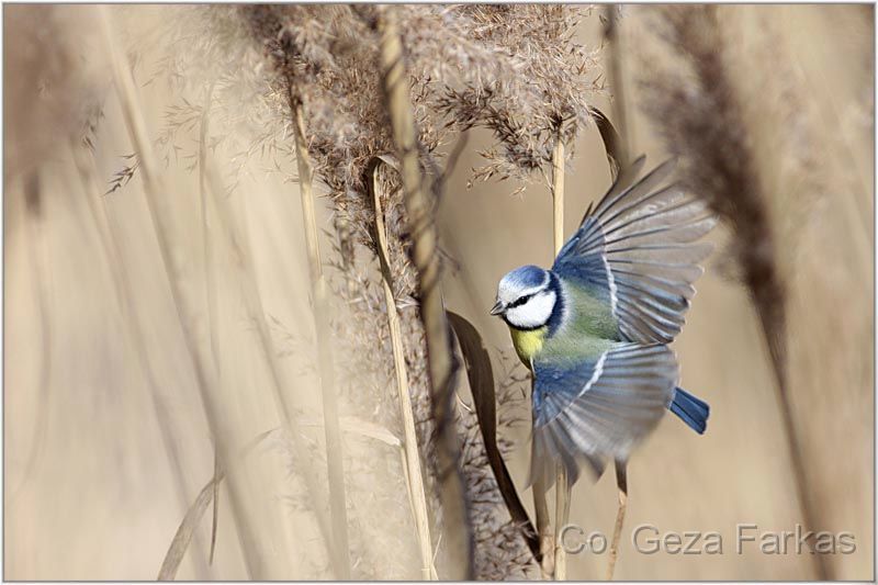 01_blue_tit.jpg - Blue tit