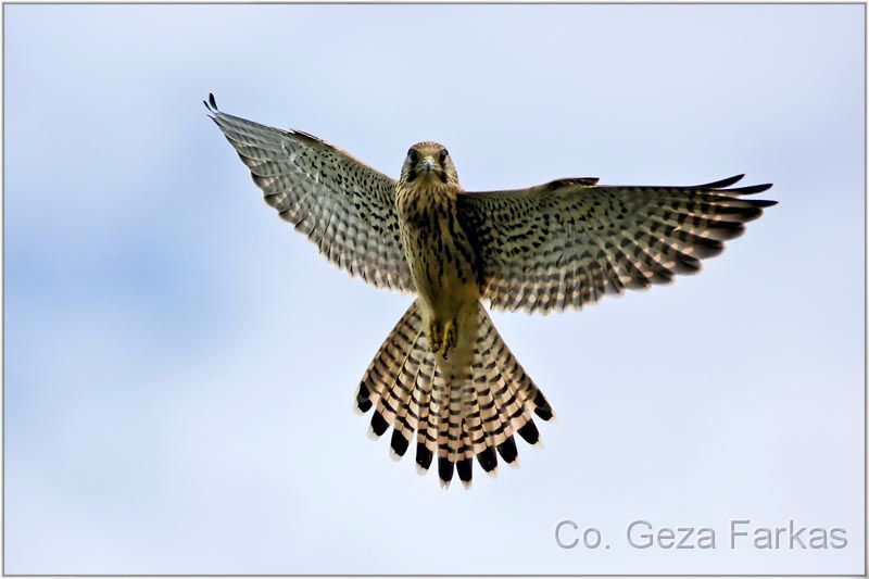 04_kestrel.jpg - Kestrel, 3rd prize Birds of prey photography competition, Belgrad Serbia, 2009