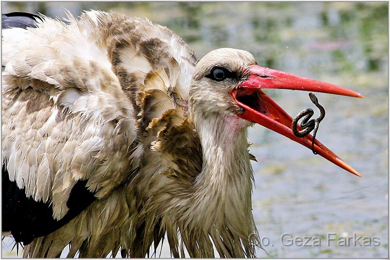 05_stork.jpg - Stork, 1st  prize for single photo, 4 th NATURE PHOTOGRAPHY contest in UB Serbia 2008