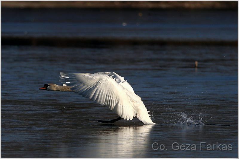 07_mute_swan.jpg - Moment I,  3nd prize picturestory, 7th INTERNATIONA 'NATURE' PHOTO CONTEST Banatski Brestovac 2008