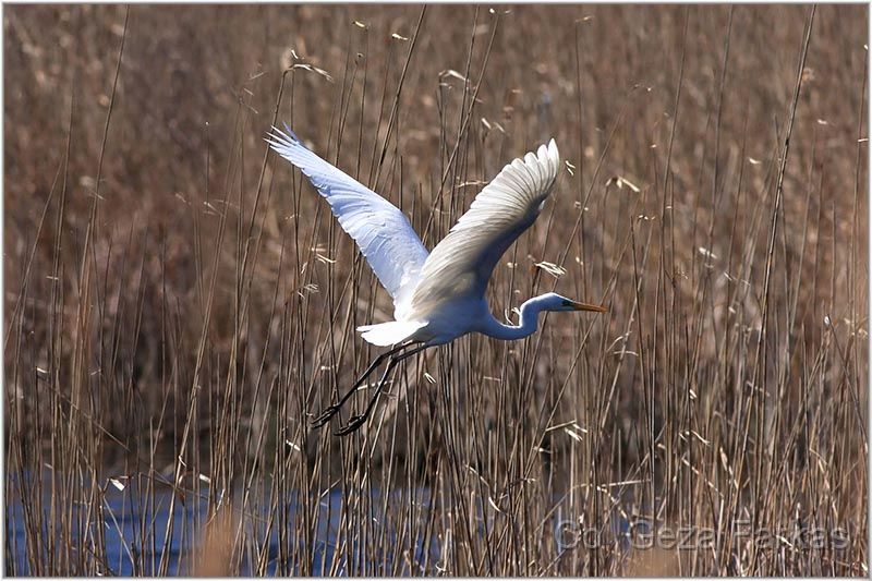 08_white_heron.jpg - Moment II,  3nd prize picturestory, 7th INTERNATIONA 'NATURE' PHOTO CONTEST Banatski Brestovac 2008
