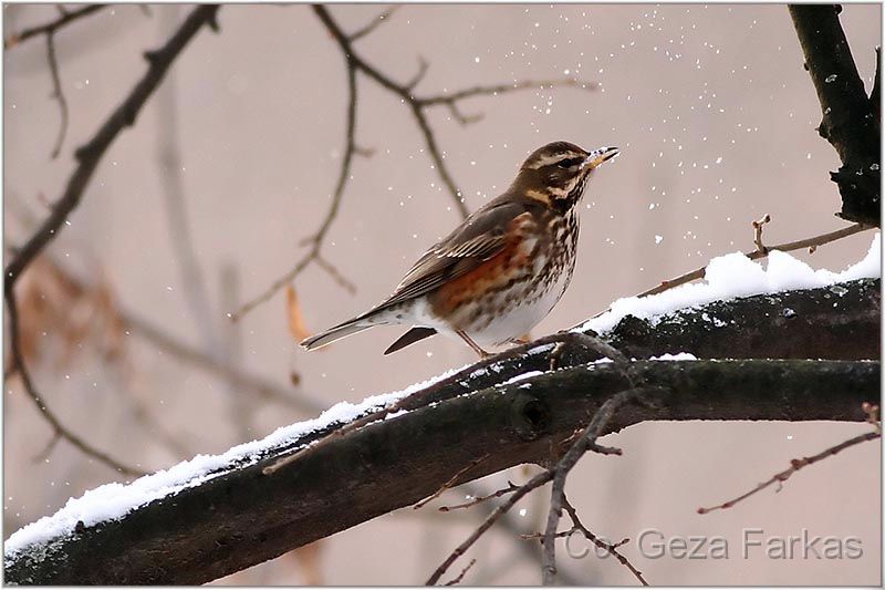 09_redwing.jpg - Redwing, 1st prize in REFOTO Serbian photo magazine, 2008