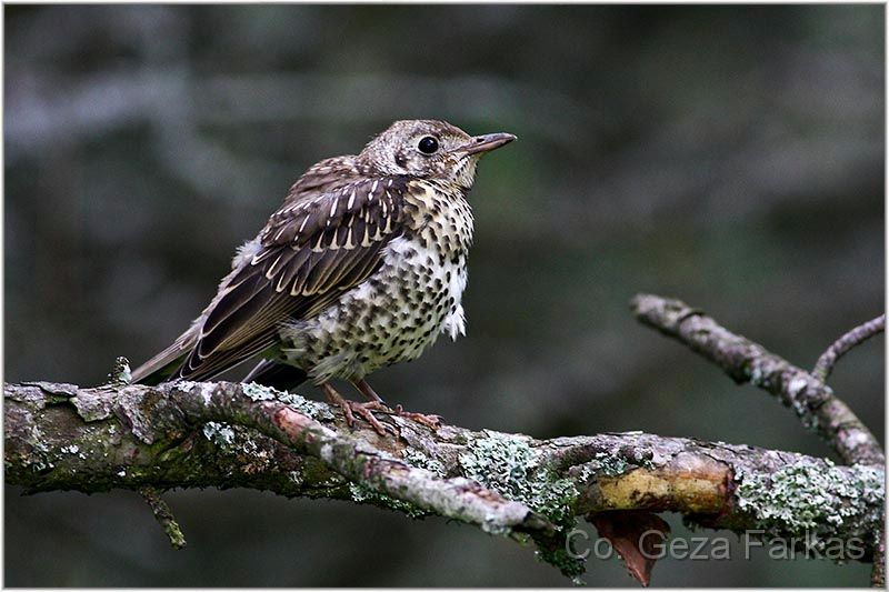 10_song_trush.jpg - Song trush, Published in BEAUTIFUL FORESTS OF SERBIA book