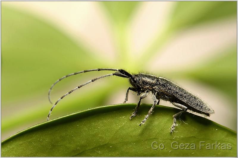 13_longhorn.jpg - Longhorn, Honorary mention picture story, 3 th NATURE PHOTOGRAPHY contest in UB, Serbia 2007