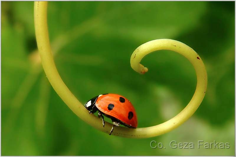 19_spiral.jpg - Spiral, Special prize for macro photography, 1 th NATURE PHOTOGRAPHY contest in UB Serbia 2005