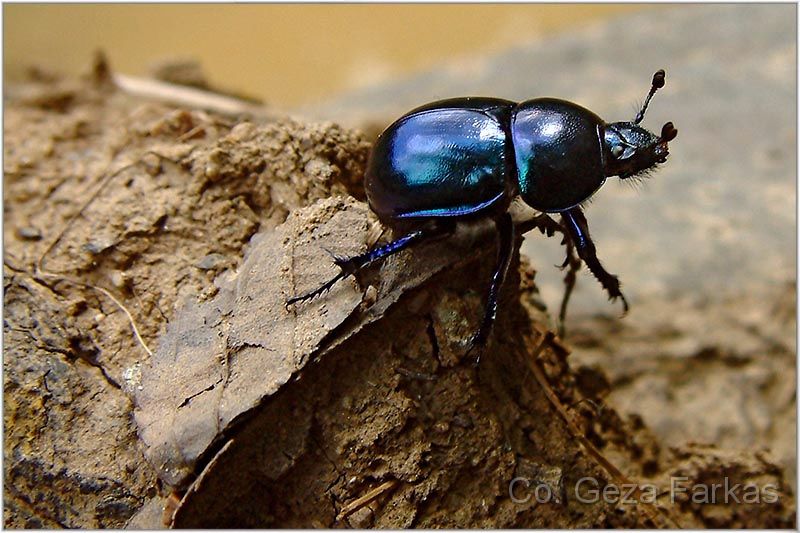 21_dor_beetle.jpg - Dor beetle, published in BIOLOGY TEXTBOOK for the Serbian primary students, BIGZ 2009