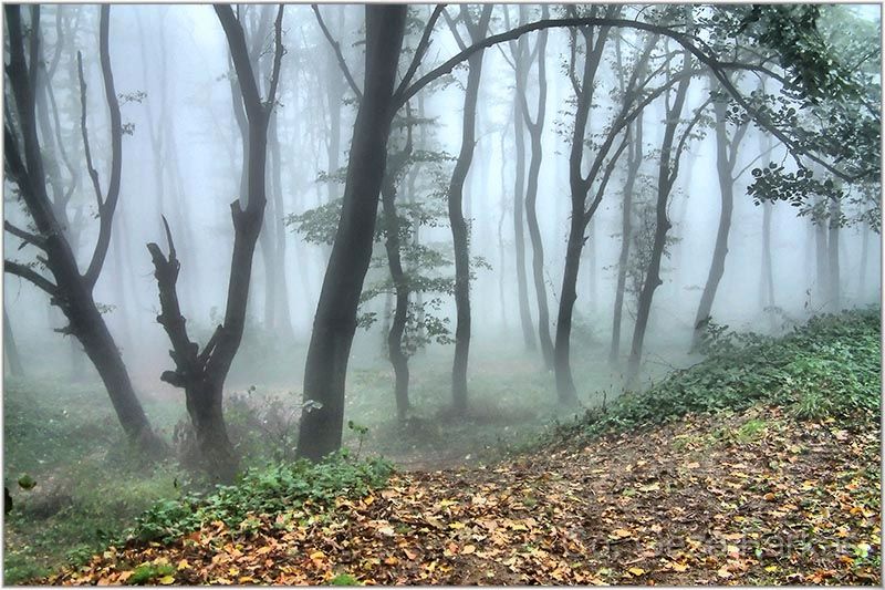 28_fruska_gora.jpg - Fruska Gora mountain, Published in BEAUTIFUL FORESTS OF SERBIA book